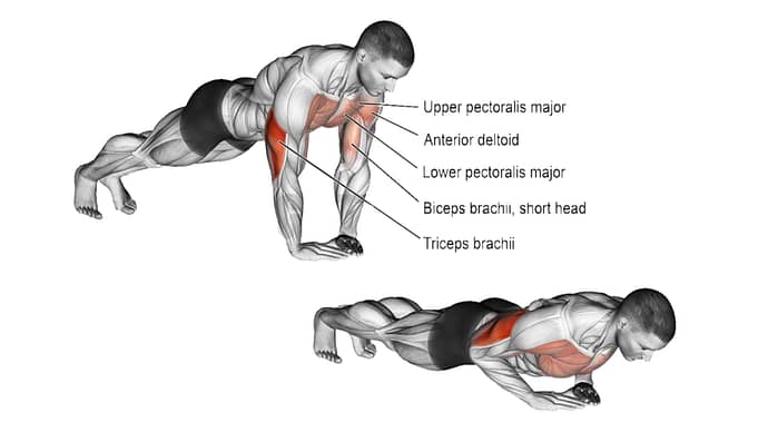 Muscles Reinforced Diamond Pushups in Perfect Form